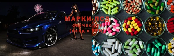 хмурый Аркадак